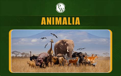 anumalya|animalia meaning.